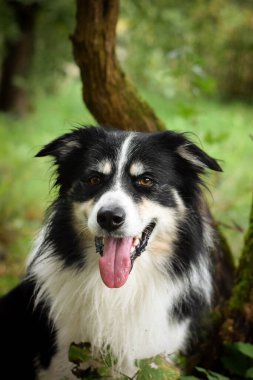 Sınır çoban köpeğinin sonbahar portresi. Yaprakların arasında çok tatlı. Çok güzel bir yüzü var..
