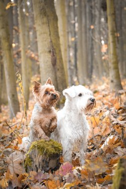 Köpekler ormanda oturuyorlar. Sonbahar portresi..