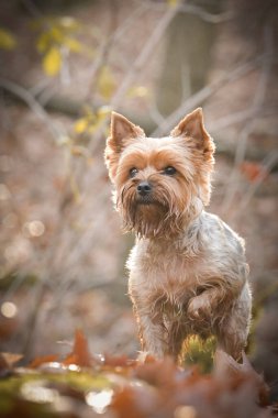 Yorkshire ormanda oturuyor. Sonbahar portresi..