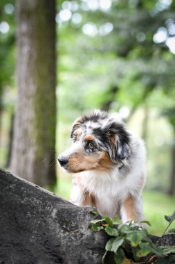 Avustralya çoban köpeğinin yavrusu doğada oturuyor. Parkın yaz doğası.