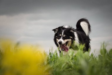 Border collie sarı kolzada koşuyor. Ekmekçisi için koşuyor.
