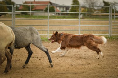 Sınır çobanı doğada koyun güder. Mutlu Sınır Köpekleri çalışıyor.