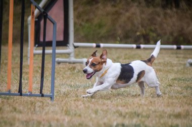 Köpek engellerin üzerinden atlıyor. Czech çeviklik özel eğitiminde harika bir gün.