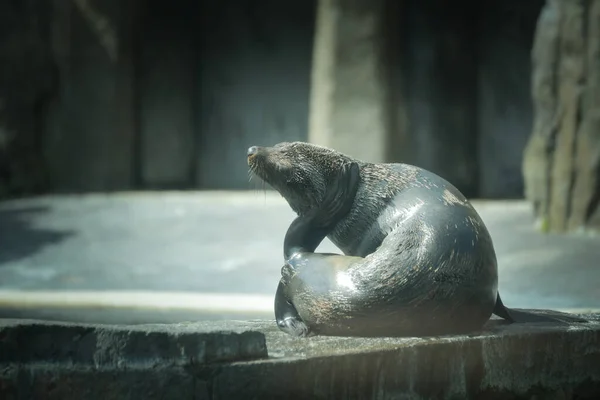 Sealion Hayvanat Bahçesindeki Yüzme Havuzundan Çıktı Burası Onun Yaşam Alanı — Stok fotoğraf