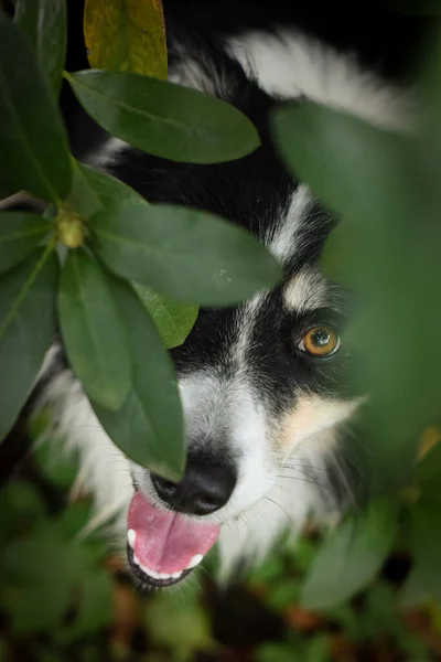 Sınır Çoban Köpeğinin Sonbahar Portresi Yaprakların Arasında Çok Tatlı Çok — Stok fotoğraf