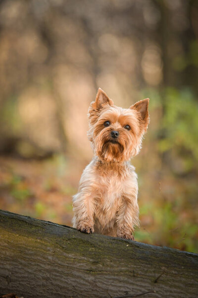 Yorkshire is sitting in the forest. It is autumn portret.