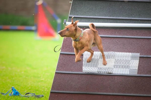 Crazy dog is running agility A-frame. She teachs new thing for competition.