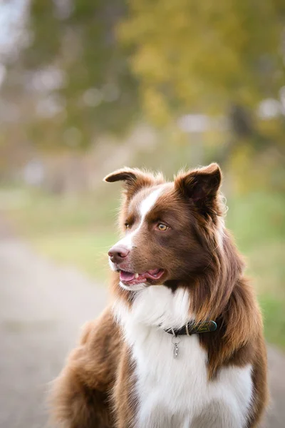 Jesienna Twarz Granicznego Collie Jest Taki Słodki Liściach Taką Śliczną — Zdjęcie stockowe