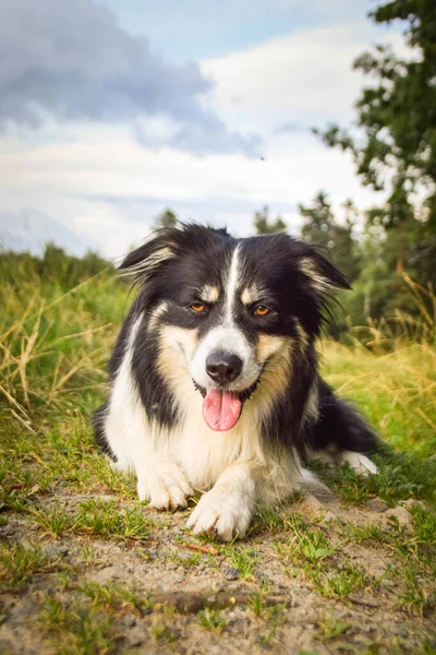 Collie Fronteira Está Deitada Relva Ele Tão Louco Cão Viagem — Fotografia de Stock