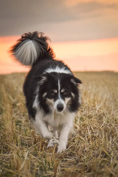 Border Collie Running Grass Crazy Dog Trip — Stockfoto