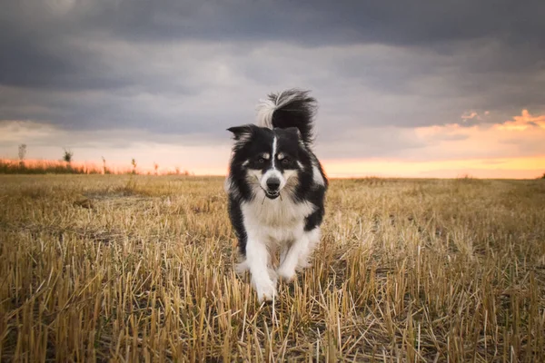 Прикордонна Коллі Біжить Траві Він Такий Божевільний Собака Подорожі — стокове фото