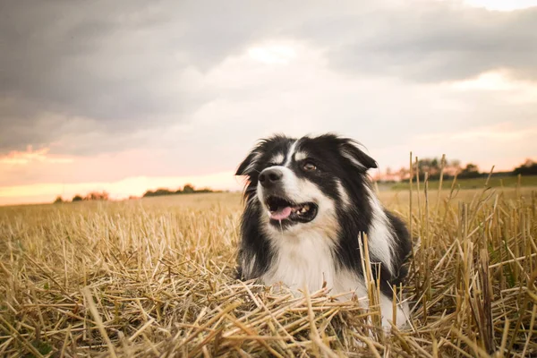 Прикордонна Колі Лежить Траві Він Такий Божевільний Собака Подорожі — стокове фото