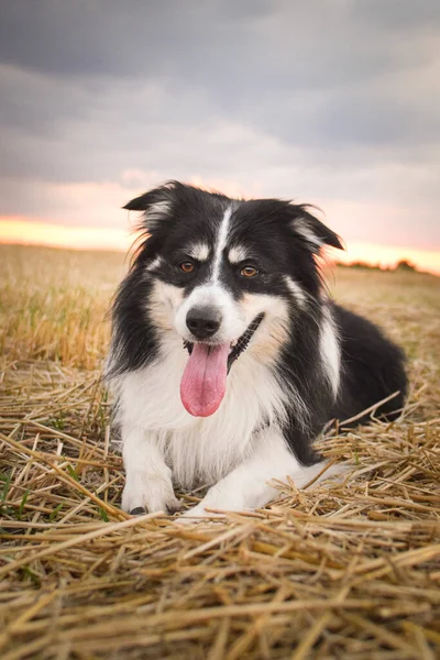 Collie Fronteira Está Deitada Relva Ele Tão Louco Cão Viagem — Fotografia de Stock