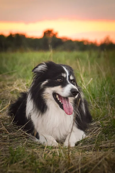Border Collie Lying Grass Crazy Dog Trip — Stock Photo, Image
