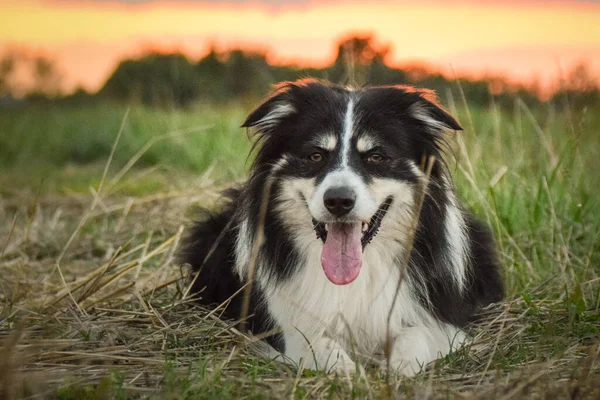 境界線の冠草の中に横たわっている 彼は旅行中のとてもクレイジー犬です — ストック写真