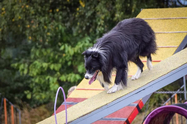 Dog in agility balance beam. Amazing day on Czech agility competition. They are middle expert it means A2.