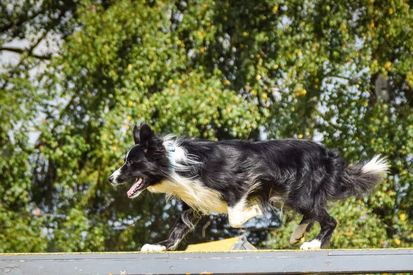 Dog in agility balance beam. Amazing day on Czech agility competition. They are middle expert it means A2.