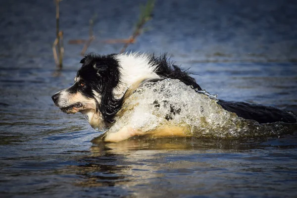 Border collie is jumping into the water. He loves water and he jump for stick.