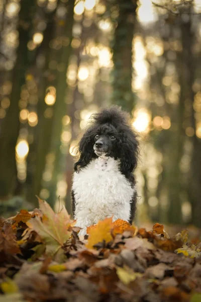 Poodle Está Sentado Bosque Portret Otoño —  Fotos de Stock