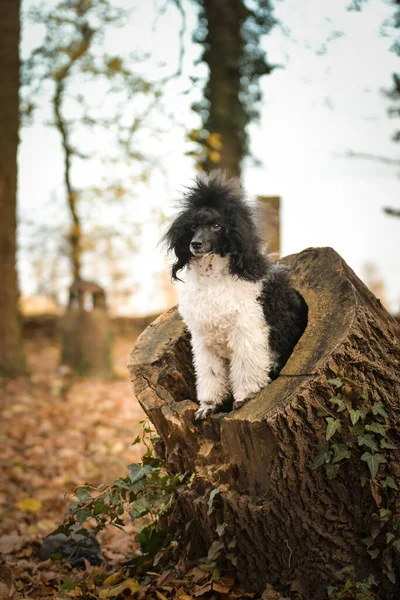 Poodle Está Sentado Tronco Bosque Portret Otoño —  Fotos de Stock