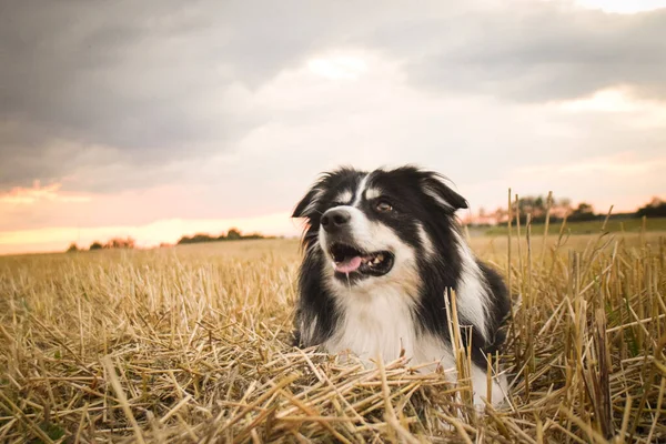 Hraniční Kolie Leží Trávě Tak Šílený Pes Výletě Stock Fotografie