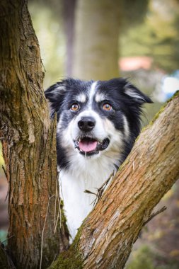 Sınır çoban köpeğinin sonbahar portresi. Yaprakların arasında çok tatlı. Çok güzel bir yüzü var..