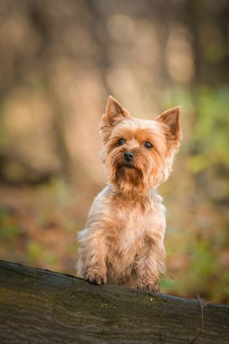 Yorkshire ormanda oturuyor. Sonbahar portresi..