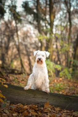 Schnauzer ormanda oturuyor. Sonbahar portresi..