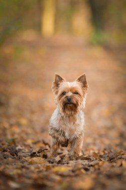 Yorkshire ormanda duruyor. Sonbahar portresi..