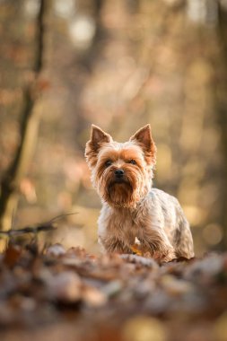 Yorkshire ormanda duruyor. Sonbahar portresi..