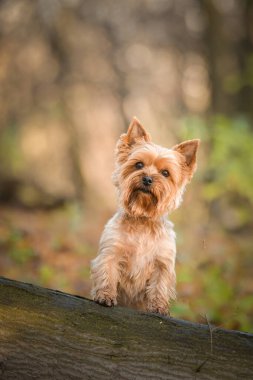Yorkshire ormanda oturuyor. Sonbahar portresi..