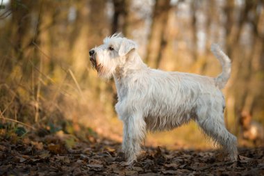 Schnauzer ormanda duruyor. Sonbahar portresi..
