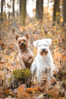 Köpekler ormanda oturuyorlar. Sonbahar portresi..