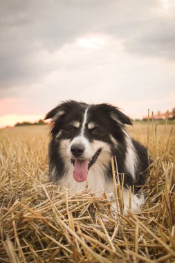 Border collie çimlerin üzerinde yatıyor. O çok çılgın bir köpek..