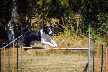 Köpek engellerin üzerinden atlıyor. Czech çeviklik özel eğitiminde harika bir gün.