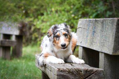 Avustralya çoban köpeğinin yavrusu doğada yatıyor. Parkın yaz doğası.
