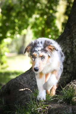 Avustralya çoban köpeği yavrusu doğada koşuyor. Parkın yaz doğası.