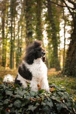 Kaniş ormanda kütüğün üzerinde oturuyor. Sonbahar portresi..