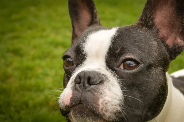 Fransız Bulldog Unun Sonbahar Portresi Yaprakların Arasında Çok Tatlı Çok — Stok fotoğraf