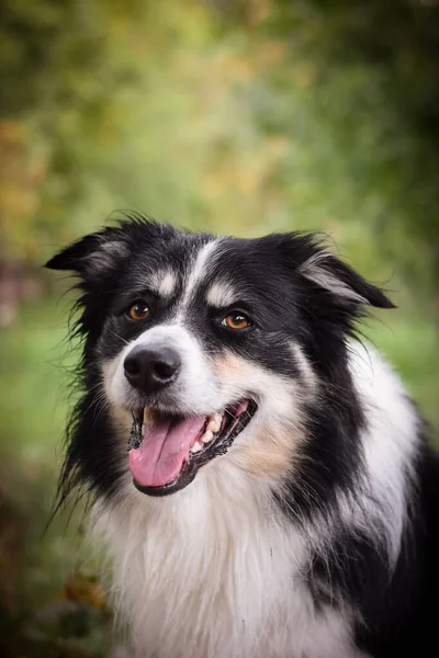 Autumn portrait of border collie. He is so cute in the leaves. He has so lovely face.