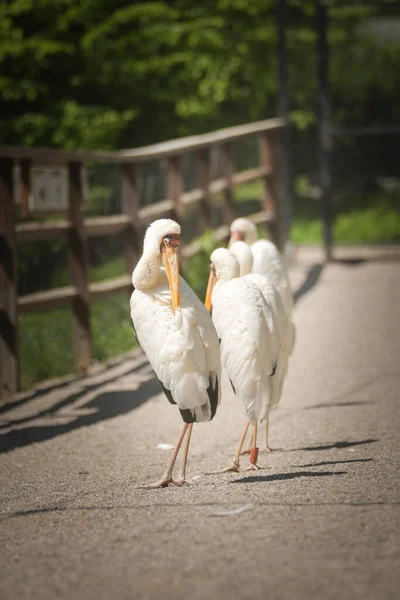 床に座っている鳥の動物園の肖像画 彼らは素晴らしい動物です 彼らはとてもいい顔してる — ストック写真