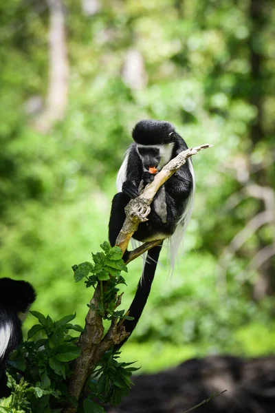 A cute monkey lives in a natural forest. Charismatic monkeys. Island of monkeys.