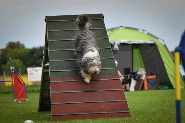 Collie Barbuto Esecuzione Agilità Frame Insegna Cose Nuove Competizione — Foto Stock