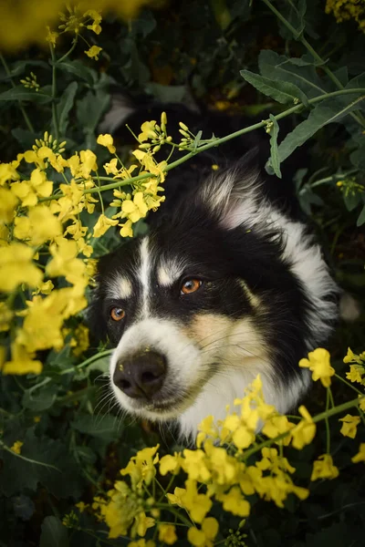 Uśmiechnięty Obcokrajowiec Polu Kwiatów Granica Dorosłego Collie Jest Żółtym Colza — Zdjęcie stockowe