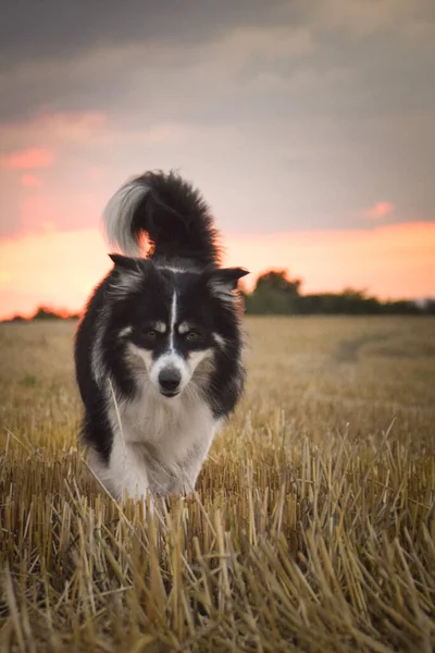 ボーダーコリーが草の中を走っている 彼は旅行中のとてもクレイジー犬です — ストック写真