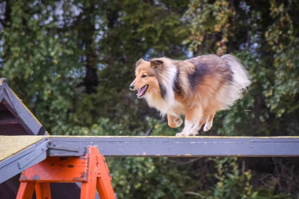 Dog in agility balance beam. Amazing day on Czech agility competition. They are middle expert it means A2.