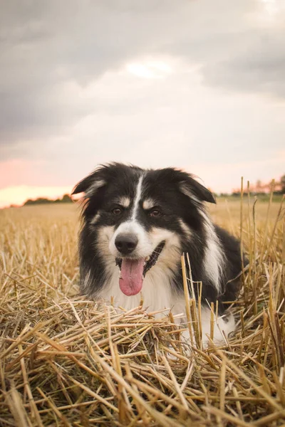 Border Collie Liegt Gras Ist Verrückter Hund Auf Reisen — Stockfoto