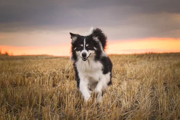 Border Collie Running Grass Crazy Dog Trip — Foto Stock