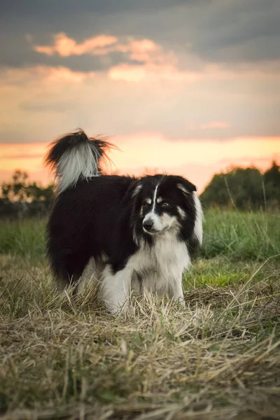 ボーダーコリーは草の中に立っている 彼は旅行中のとてもクレイジー犬です — ストック写真