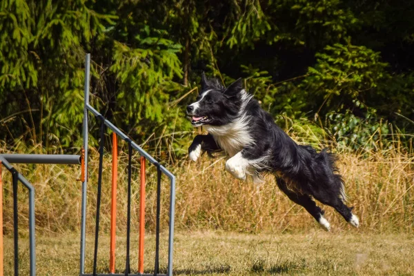 Hund Springt Über Die Hürden Toller Tag Tschechischen Agility Privattraining — Stockfoto